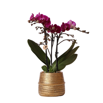 Morelia Violet orchid and its pot