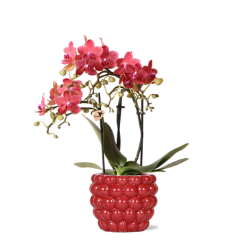 Phalaenopsis Congo red orchid and its pot