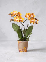 Orange Phalaenopsis Orchid - Jewel Las Vegas - Flowering Plant