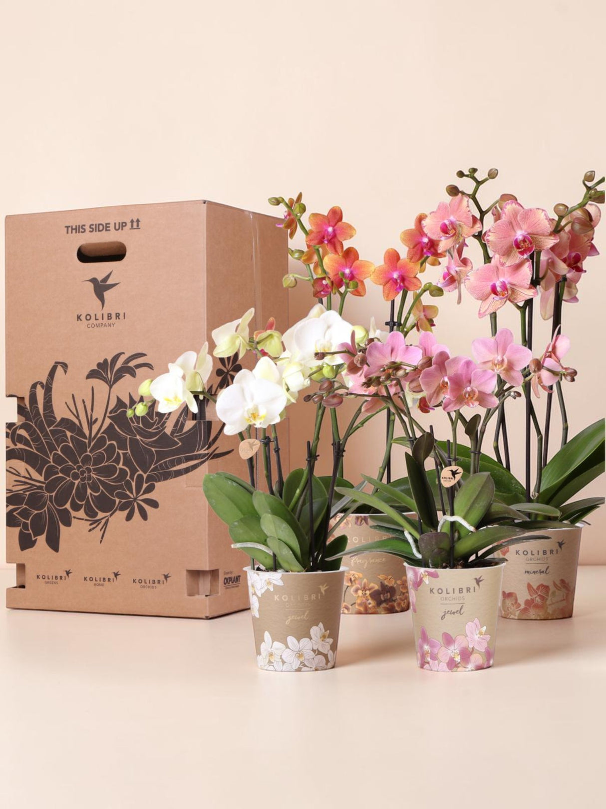 Orchid Surprise Box - 4 varieties
