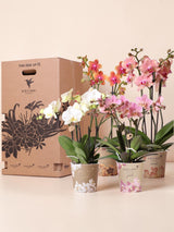 Orchid Surprise Box - 4 varieties