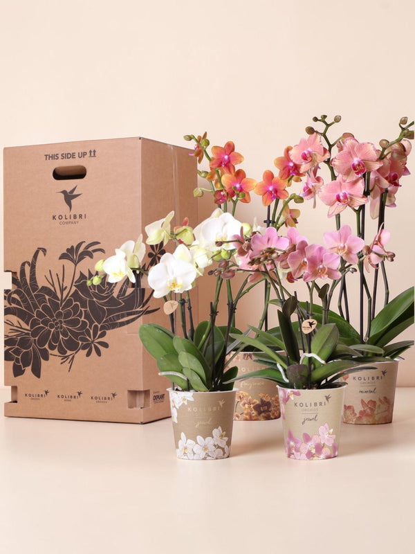 Orchid Surprise Box - 4 varieties