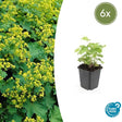 Alchémille Commune (Alchemilla Mollis) 'Mollis' - vue 10