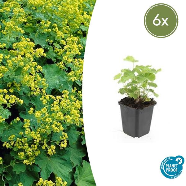Alchémille Commune (Alchemilla Mollis) 'Mollis' - vue 10