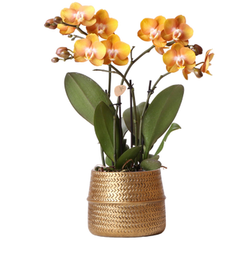 Ocher orchid and its pot