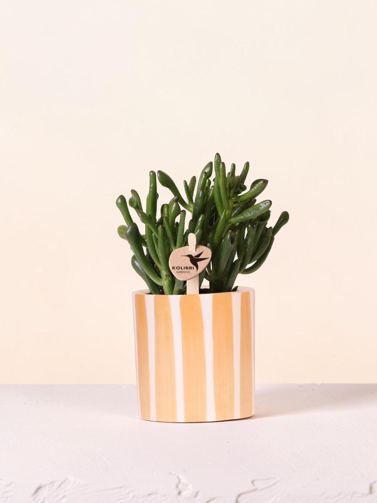 Succulent Crassula Hobbit + pot Painted Stripe orange