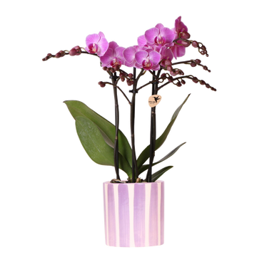 Purple phalaenopsis orchid 'Vienna' + lilac striped pot