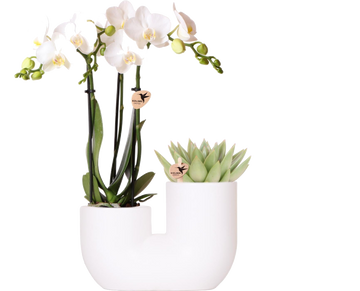 Amabilis and Succulent Orchid in White Decorative Pot