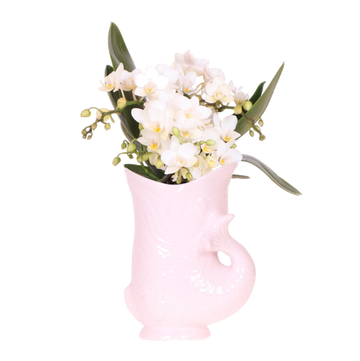 Kolibri Orchids | Witte orchid 'Nazaré' + Fish pot pink - potmaat Ø9cm | bloeiende kamerplant - vers van de kweker