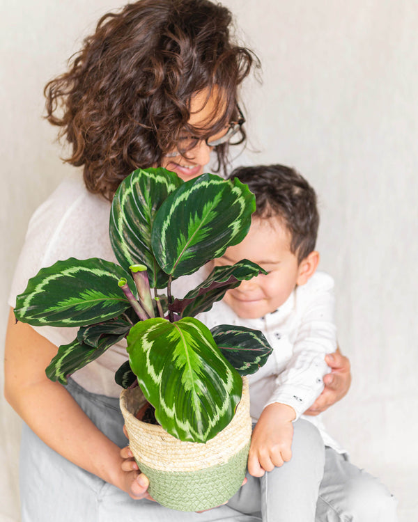 Calathea Medallion