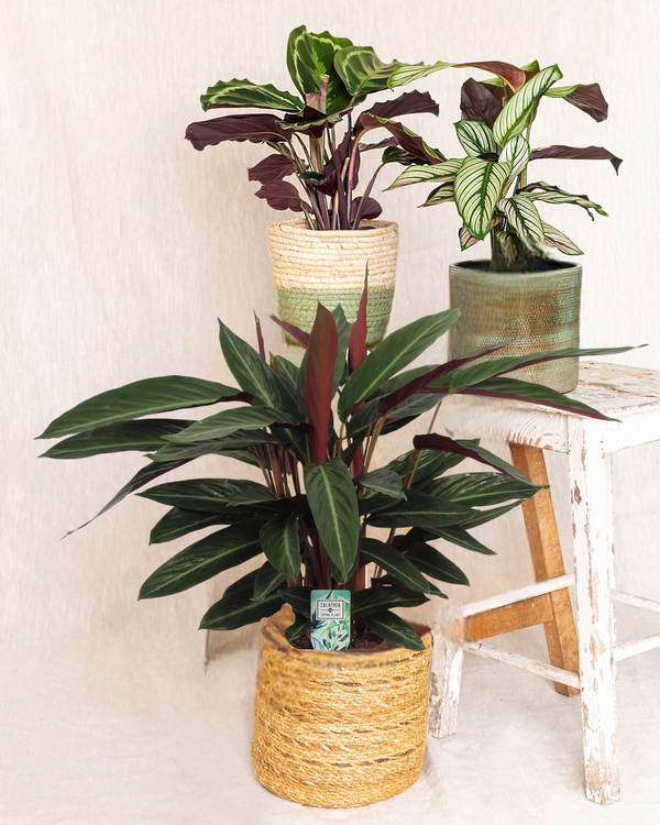 Calathea trio - plant mama