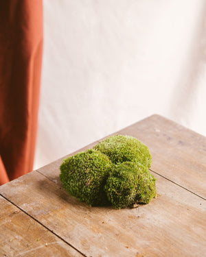 Bag of foam balls - <tc>Terrarium</tc>s