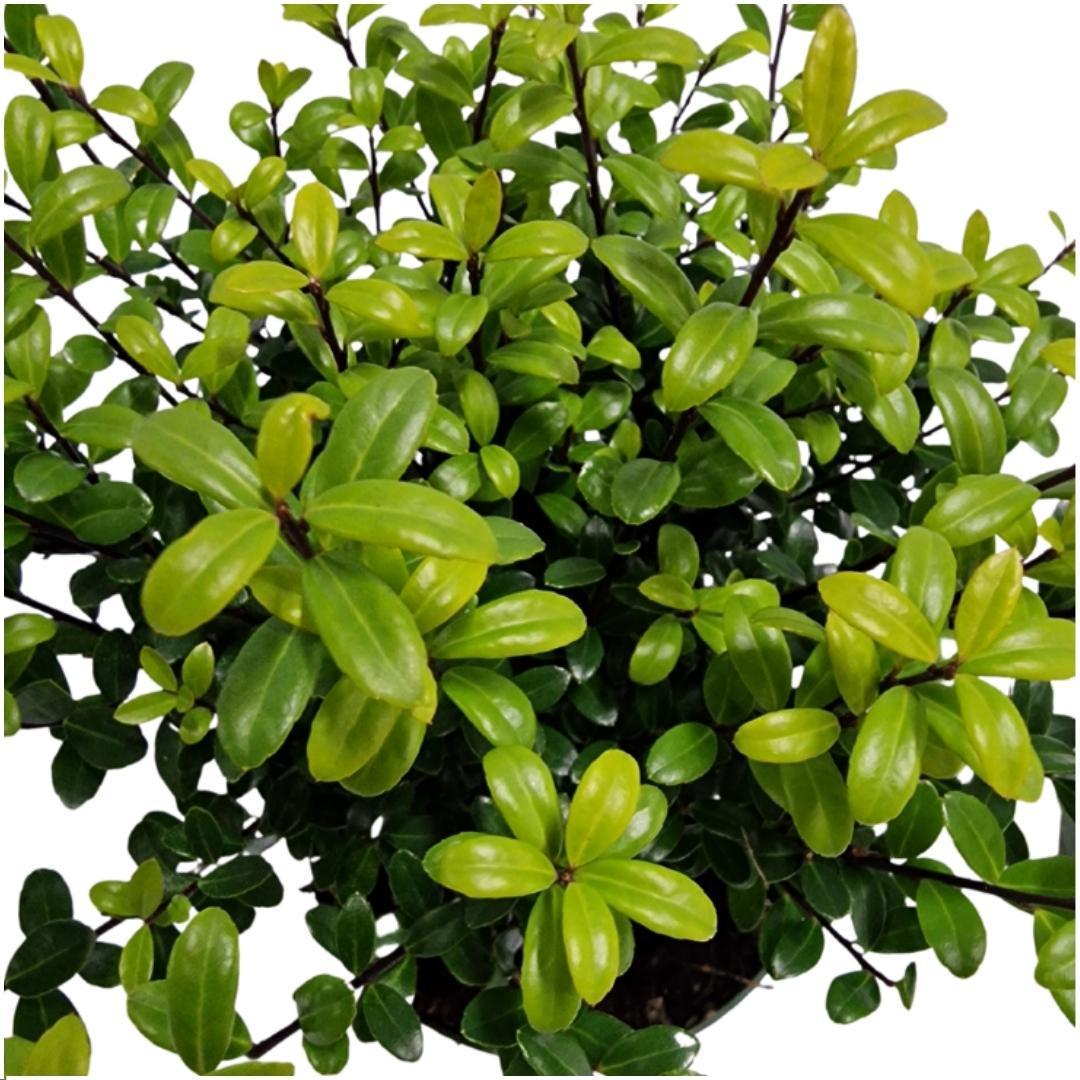 Livraison plante 24 x Ilex crenata 'Jenny'