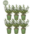 Livraison plante 24 x Ilex crenata 'Jenny'