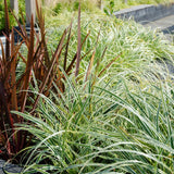 Livraison plante 3 x Carex hachijoensis 'Evergold'