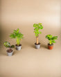 Livraison plante 4 baby plantes surprises