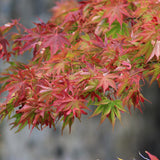 Livraison plante Acer palmatum Beni - maiko – Pot 12 cm – Hauteur 35 cm