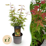 Livraison plante Acer palmatum Phoenix – Lot de 3 – Pot 12 cm