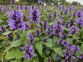 Agastache (Agastache) 'Blue Fortune' - Fragrant Perennial Plant
