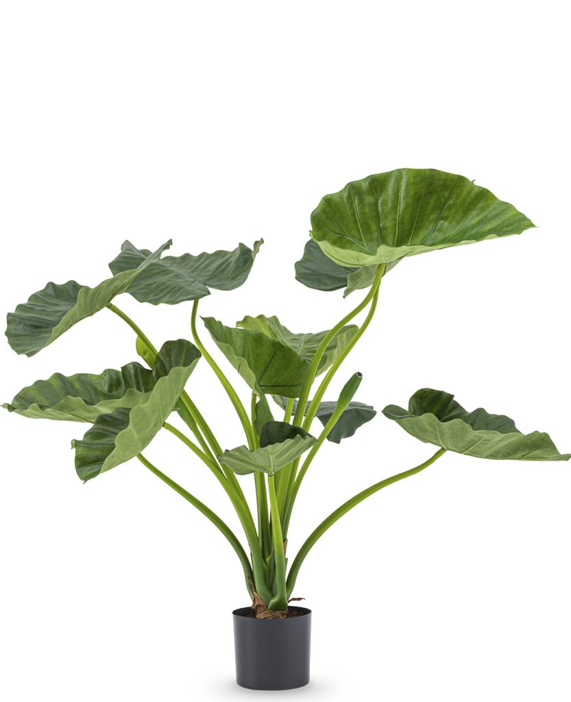 Livraison plante Alocasia Calioora - Plante verte artificielle