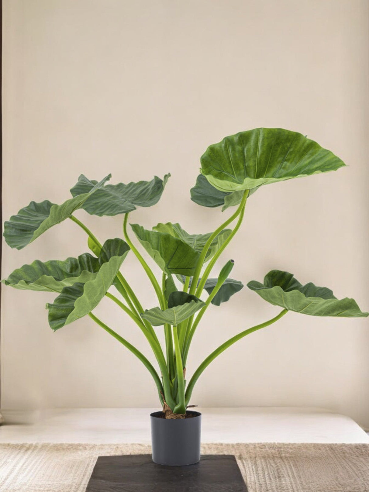 Livraison plante Alocasia Calioora - Plante verte artificielle