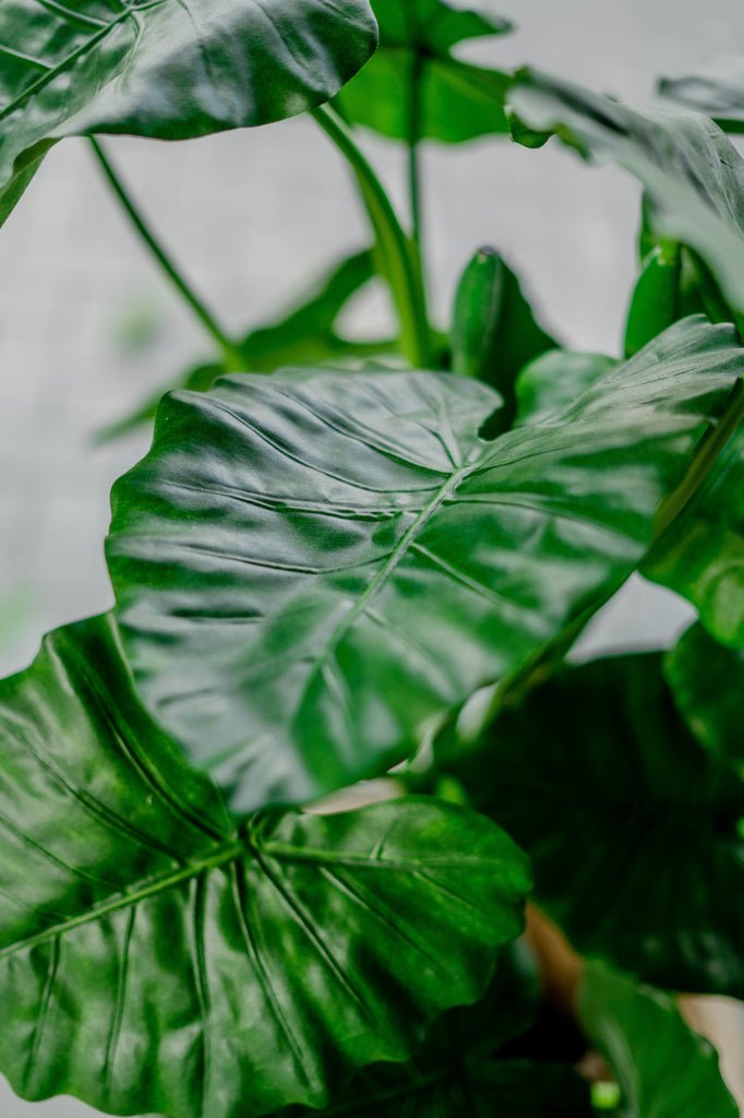 Livraison plante Alocasia - grande plante artificielle