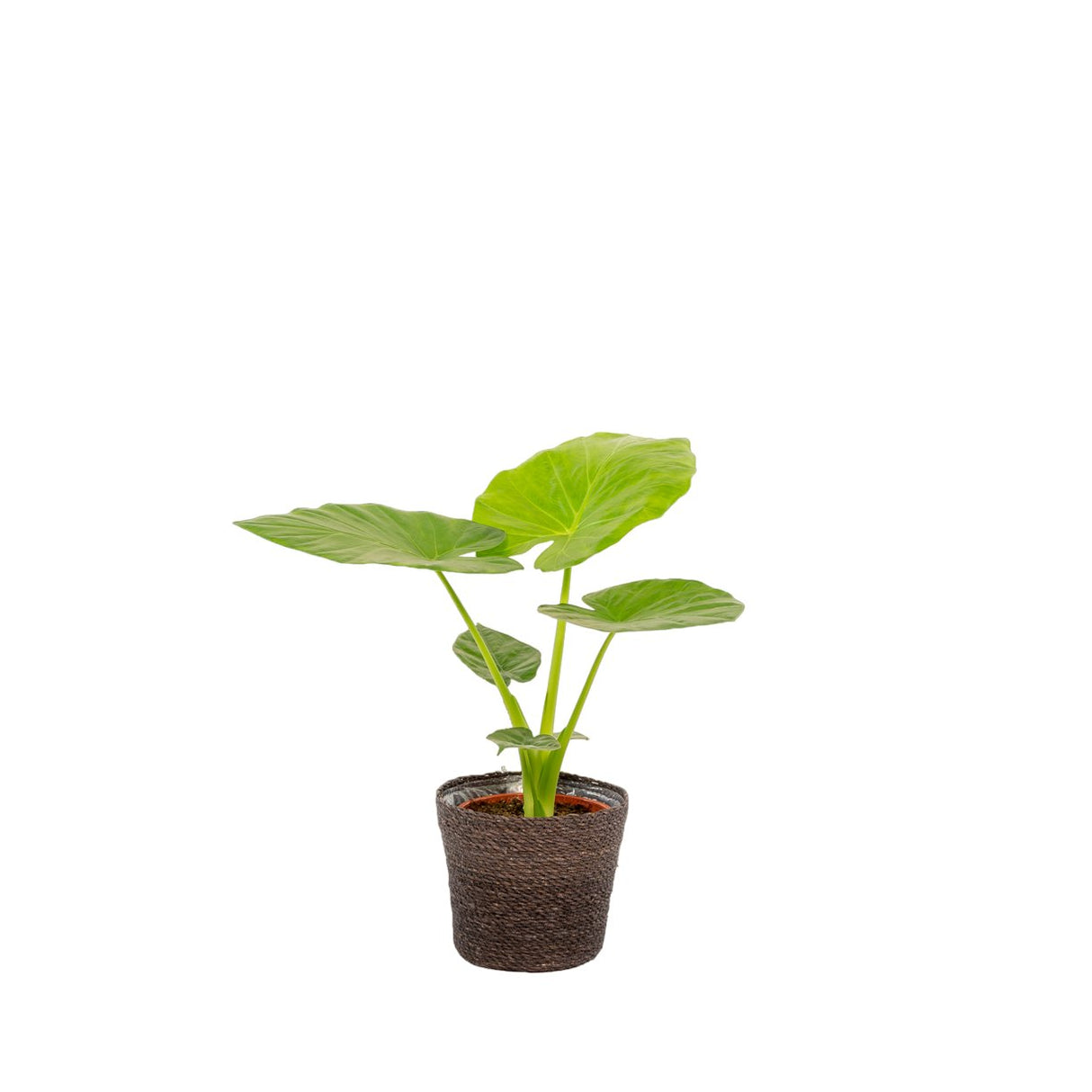 Livraison plante Alocasia Macrorrhiza