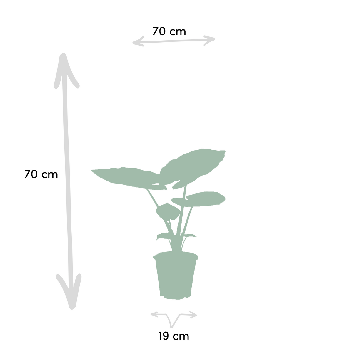 Livraison plante Alocasia Macrorrhiza