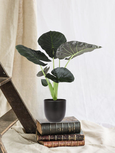 Livraison plante Alocasia Regal Shield et son pot