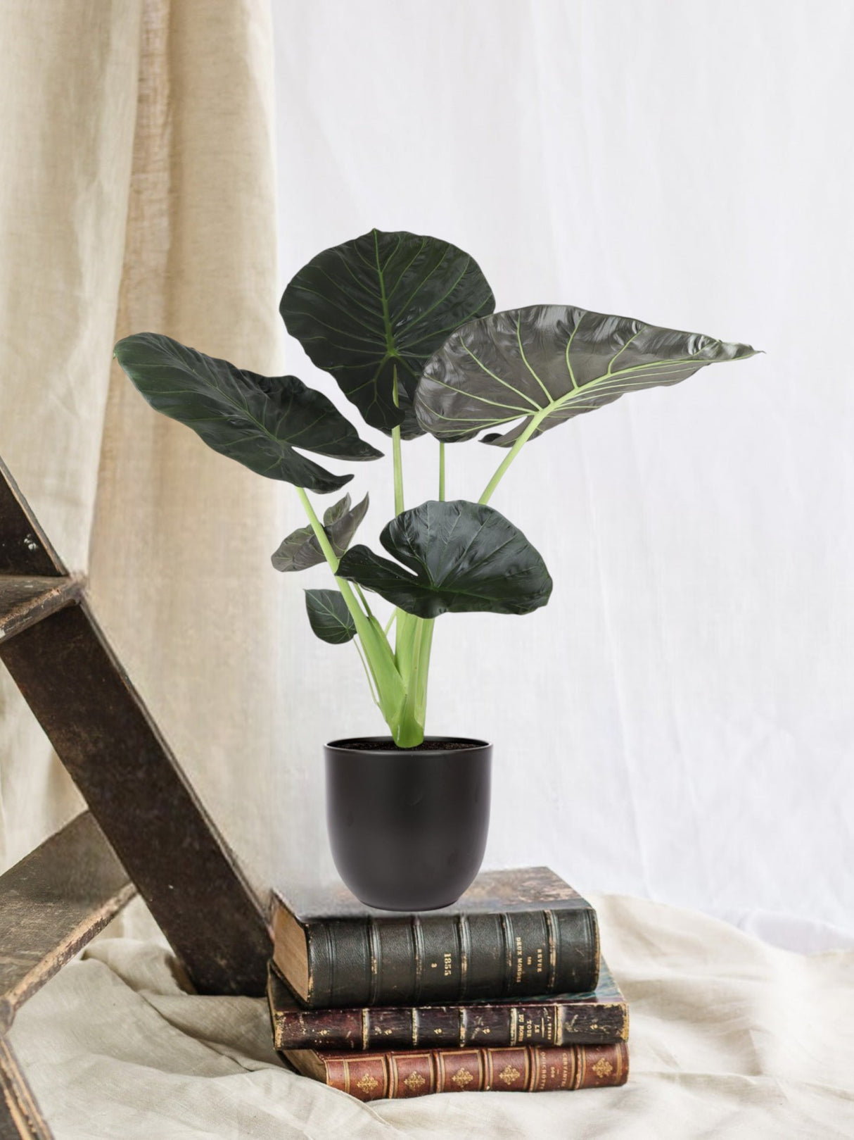 Sciath Alocasia Regal agus a phota