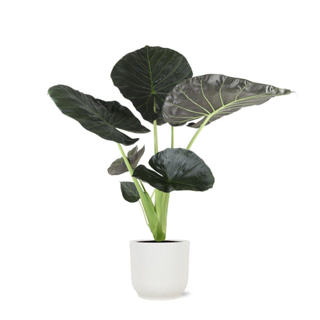 Livraison plante Alocasia Regal Shield et son pot