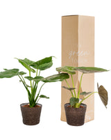 Livraison plante Alocasia Wentii - Lot de 2 plantes - Coffret cadeau