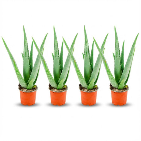 Livraison plante Aloë Vera