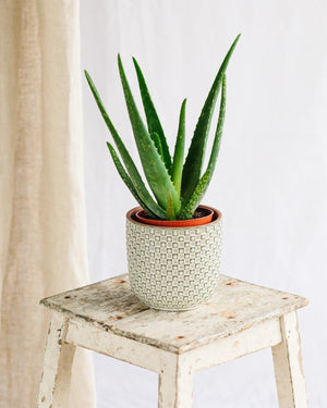 Livraison plante Aloe Vera Barbadensis