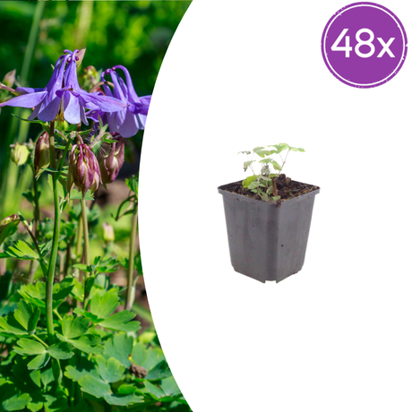 Livraison plante Ancolie commune vilgaris