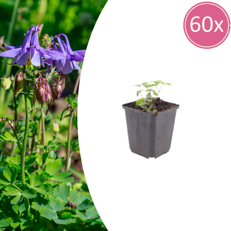 Livraison plante Ancolie commune vilgaris