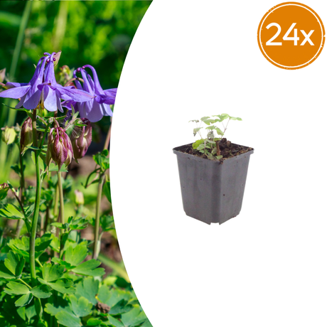 Livraison plante Ancolie commune vilgaris