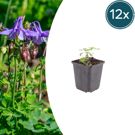 Livraison plante Ancolie commune vilgaris
