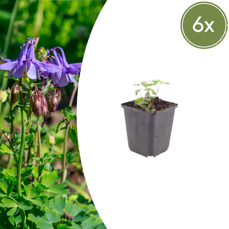 Livraison plante Ancolie commune vilgaris