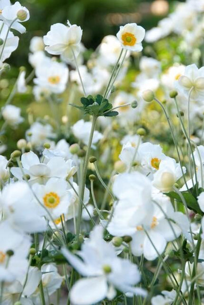 Japanese Anemone (Anemone x hybrida) 'Honorine Jobert'