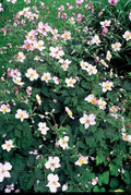 Japanese Anemone (Anemone Tomentosa) 'Robustissima'