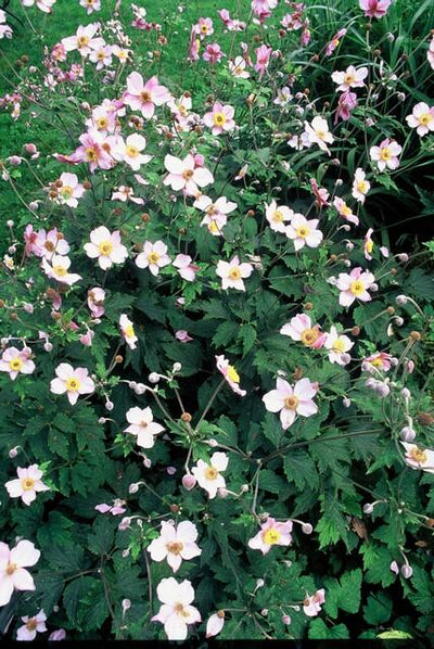 Japanese Anemone (Anemone Tomentosa) 'Robustissima'