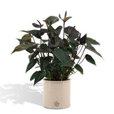 Anthurium andreanum Black Love et son pot