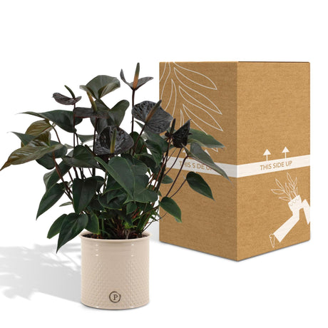 Livraison plante Anthurium andreanum Black Love + Pot