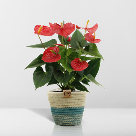 Livraison plante Anthurium andreanum Esudo + Panier