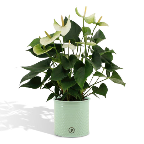 Livraison plante Anthurium andreanum Namora + Pot