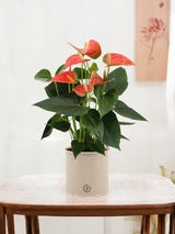 Livraison plante Anthurium andreanum Prince of Orange et son pot