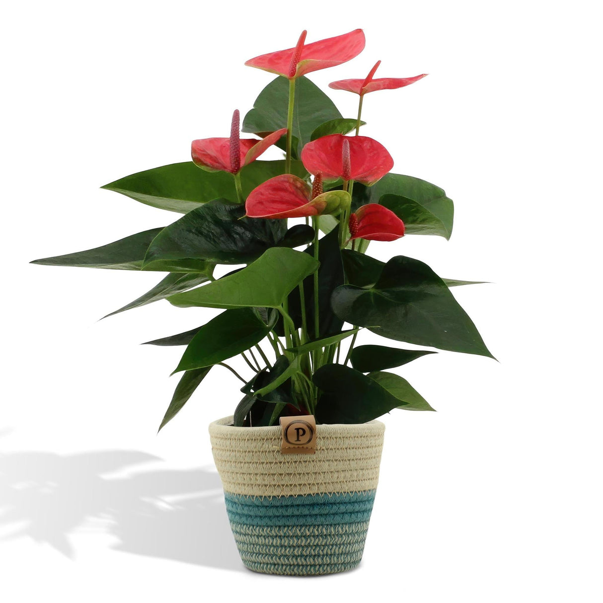 Anthurium andreanum Sweet Dream et son pot