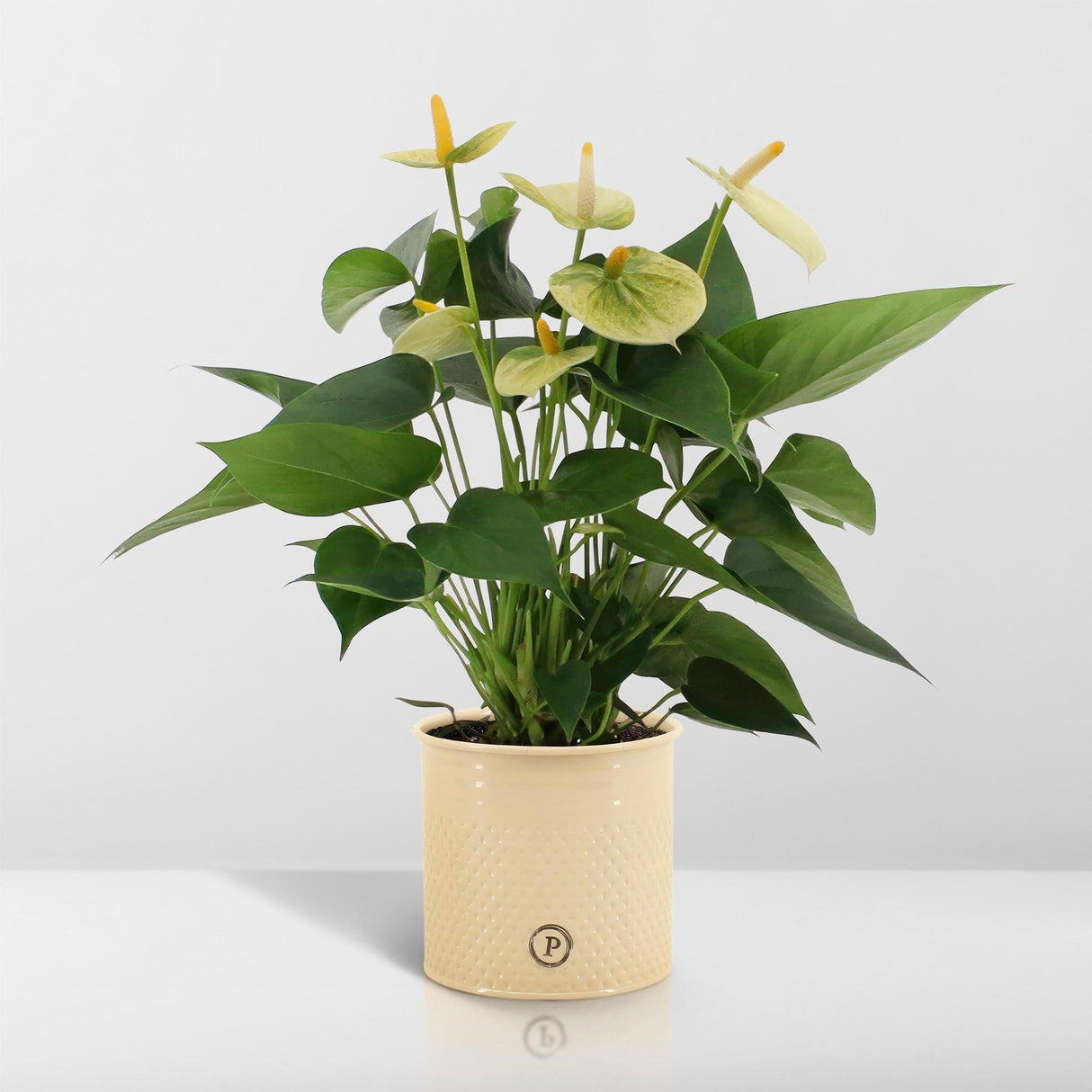 Livraison plante Anthurium andreanum Vanilla incl. PURE zink - 45cm - Ø12