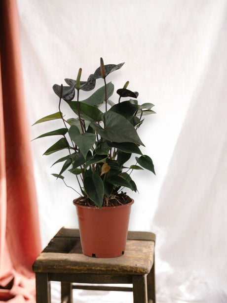 Livraison plante Anthurium Black Love